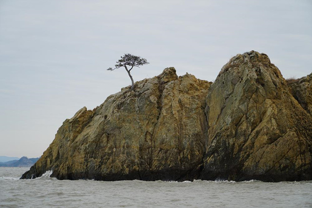 ▲우이도 앞 바위섬에 의연히 서있는 소나무, 천년송Ⓒ섬학교