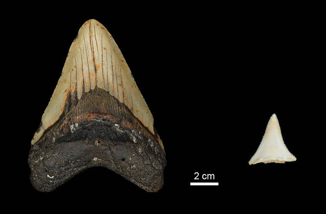 메갈로돈(왼쪽)과 현대 백상아리 이빨 비교 / 사진=MPI for Evolutionary Anthropology