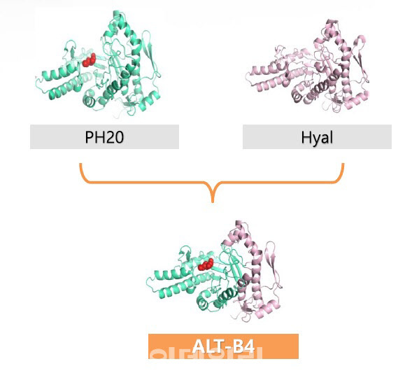 알테오젠의 인간 히알루로니다제 ‘ALT-B4’는 정자에 있는 단백질인 PH20과 체 내에 떠돌아 다니는 단백질인 히알(Hyal)을 조합해 완성했다.이를 활용하면 정맥주사에서 피하주사로 약물의 제형을 변경할 수 있다.(제공=알테오젠)