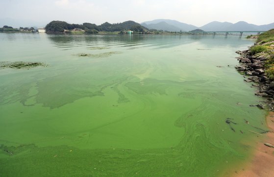 2018년 8월 경남 함안군 창녕함안보 인근 낙동강이 녹조 현상으로 초록빛을 띠고 있다. 연합뉴스
