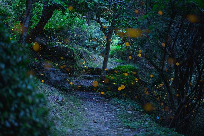 완도수목원에서 관찰되는 반딧불 군무 / 사진제공=전남도청