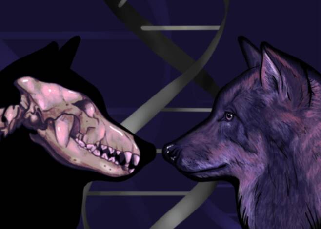 개 유전자,  유라시아 동쪽 늑대와 더 유사   [Jessica Rae Peto 제공/ 재판매 및 DB 금지] photo@yna.co.kr