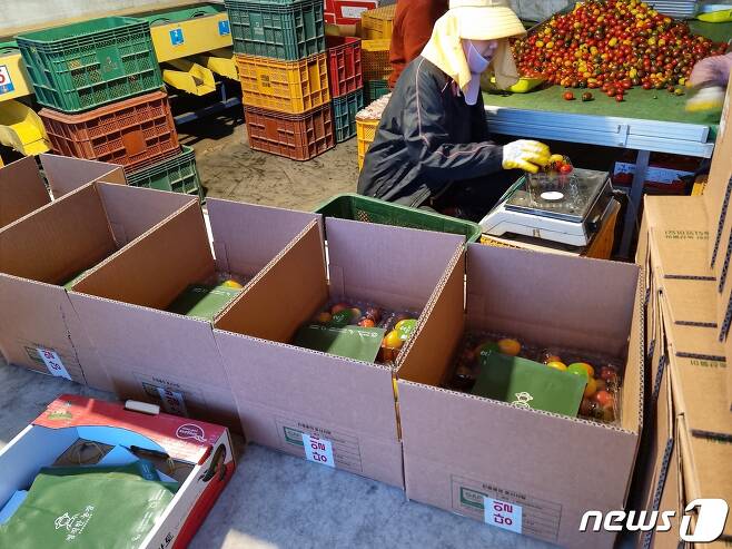 고객들에게 배송되는 정직한 농장의 방울토마토(이규호 대표 제공) © 뉴스1