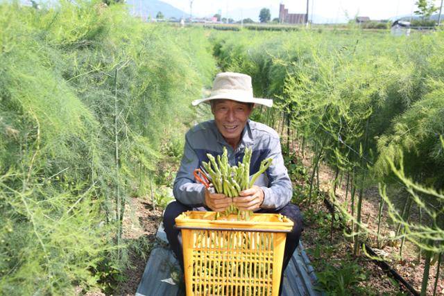 '춘천 아스파라거스 재배 1세대'인 홍종성(70)씨가 4일 아스파라거스를 재배하고 있다. 강원도농업기술원 제공