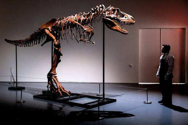 [다이노+] ‘티라노 조상뻘’ 희귀 공룡화석, 79억원에 팔렸다 / 사진=AP 연합뉴스