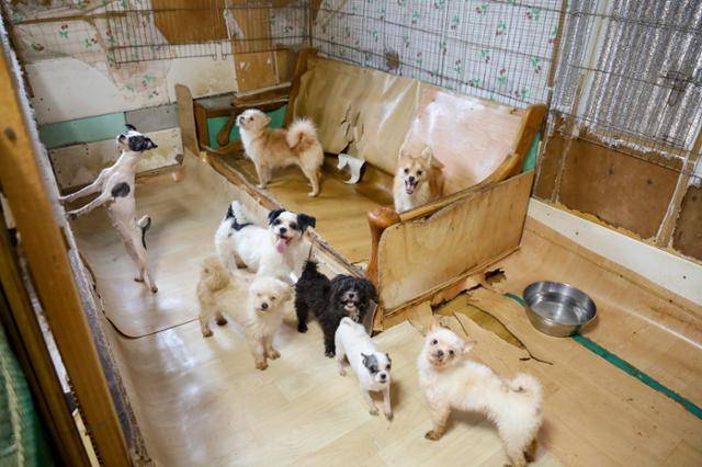 충남 아산시 한 주택가에서 제대로 된 관리를 받지 못한 채 길러지던 개들을 동물자유연대가 3차례에 걸쳐 구조했다. 동물자유연대 제공