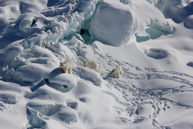암컷 북극곰과 한살박이 새끼곰 두 마리가 2015년 3월 그린란드의 빙하 위를 걷고 있다. 그린란드=AP 뉴시스