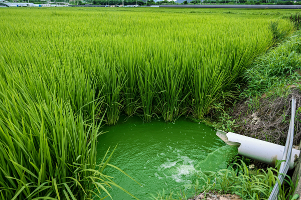 9일 경상남도 양산시 원동면의 논밭에 녹조가 잔뜩 낀 녹색빛 물이 농수로를 통해서 흘러들어오고 있다. 이원준 기자/windstorm@