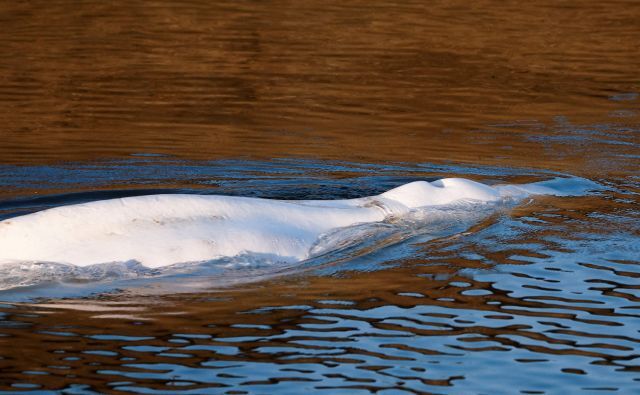 9일(현지시간) 프랑스 노트르담드라가렌 인근 센강에서 벨루가(흰고래)가 구조 작업 전 헤엄치고 있다. AFP/연합뉴스