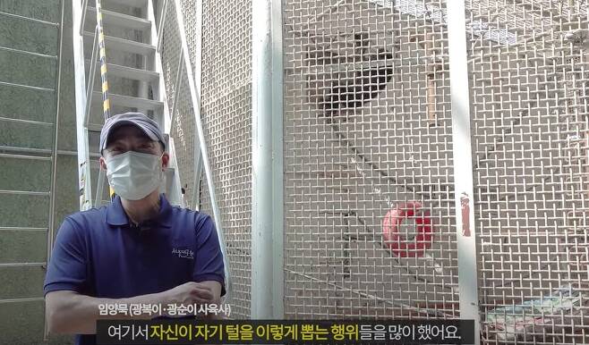 서울대공원은 시민들의 반대 여론에도 불구하고 유튜브 채널 등을 통해 침팬지 광복이 관순이의 반출 필요성을 주장해왔다. 오세훈TV 갈무리