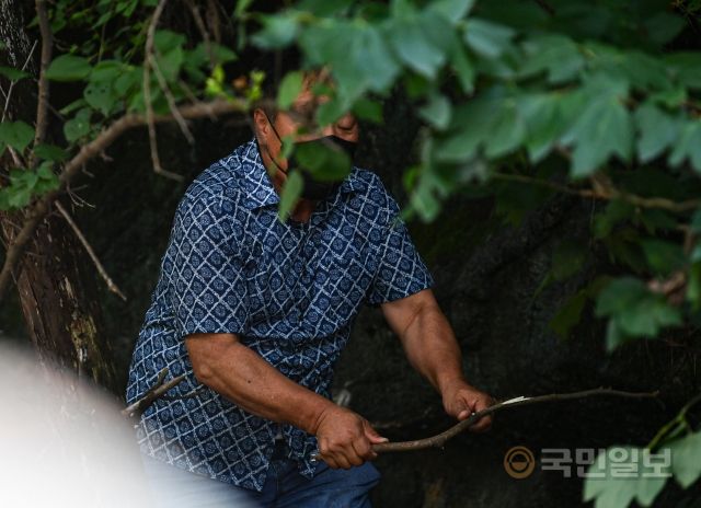 11일 강원도 춘천 소양강댐이 개방한 가운데 한 시민이 나뭇가지를 손으로 꺾고 있다.