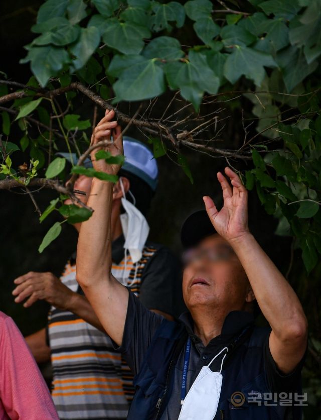 11일 강원도 춘천 소양강댐이 개방한 가운데 시민들이 시야에 방해되는 나뭇가지를 손으로 꺾고 있다.