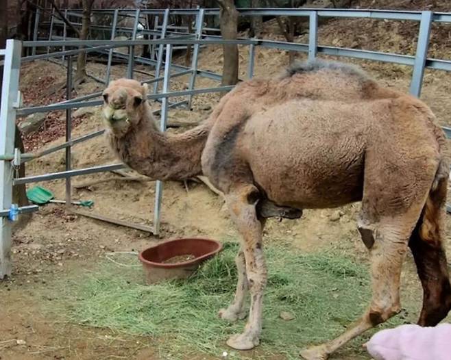 A 씨가 운영한 대구의 한 동물원 우리에 낙타 한 마리가 서 있는 모습. (사진=비글구조네트워크)