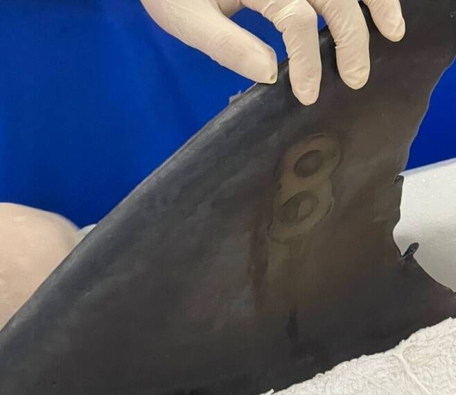 4일 남방큰돌고래 비봉이의 방류에 앞서 지느러미에 인식번호 ‘8’을 새겼다. 김병엽 교수 제공