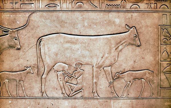 이집트 중왕국 파라오 멘투호테프 2세의 아내 카위트의 대리석 관에 양각으로 새겨진 소젖을 짜는 남자. 기원전 2061~2010년. 이집트 박물관 소장. 와이즈맵 제공