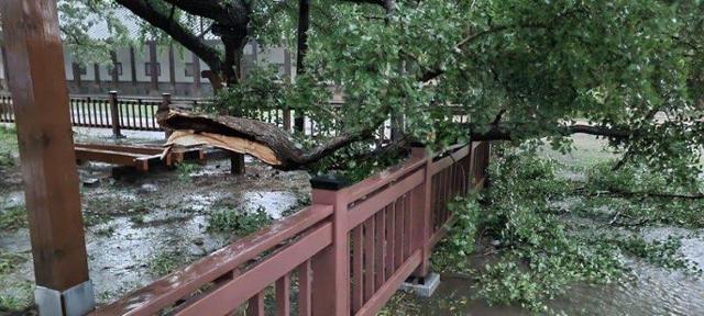 중부지방에 기록적인 폭우가 쏟아지면서 천연기념물로 지정된 서울 문묘(文廟) 은행나무 가지가 부러졌다. 문화재청 제공