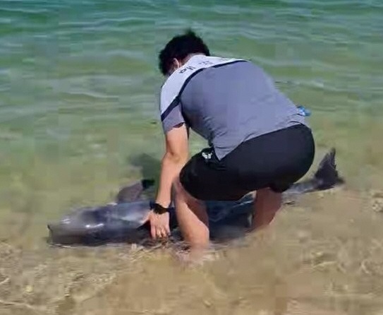 12일 오후 강원 고성군 청간해변으로 밀려 나온 돌고래 한 마리를 속초해경 직원이 바다로 밀어 넣어 구조하고 있다./[사진 출처 = 속초해경]