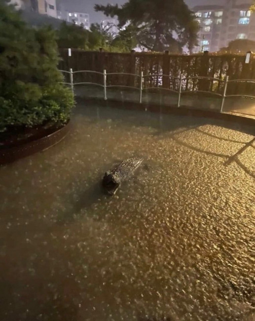 지난 8일 밤 한 온라인 커뮤니티에 '서울 도심에 악어가 등장했다'는 글과 함께 사진이 올라왔다. /사진 = 온라인 커뮤니티