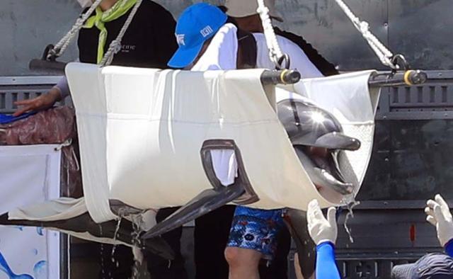 남방큰돌고래 비봉이가 4일 오전 제주 서귀포시 대정읍 앞바다에 설치된 가두리 훈련장으로 옮겨지고 있다. 연합뉴스