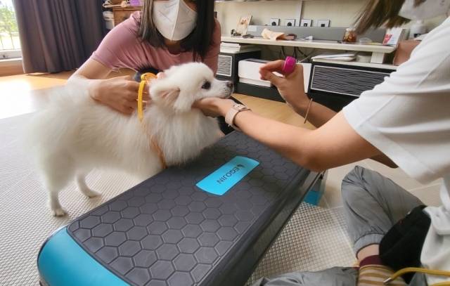목줄 착용을 무서워하는 다애의 교육 모습. 스스로 사람 손에 얼굴을 올려놓을 때에만 목줄 교육을 진행함으로써 신체접촉의 주도권을 반려견에게 넘겨주는 방식이다. 최민석 기자