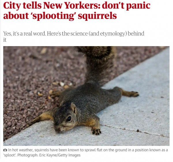영국 가디언이 보도한 미국 뉴욕의 '쩍벌 다람쥐'모습 [사진 = 가디언 캡처]