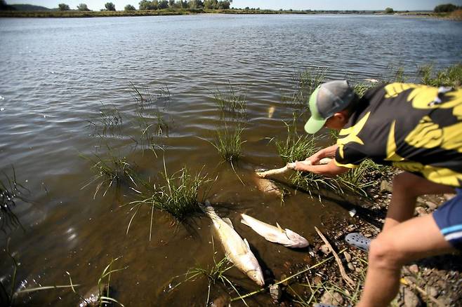 폴란드 현지시간으로 11일 오데르강 물고기 집단 폐사 현장 로이터 연합뉴스