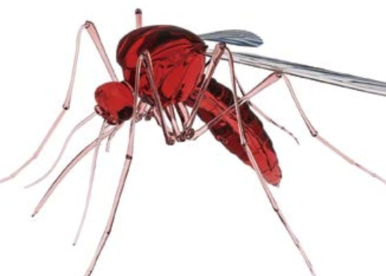 여름철 불청객인 모기는 흡혈을 하면서 질병을 사람에게 옮기기도 한다.