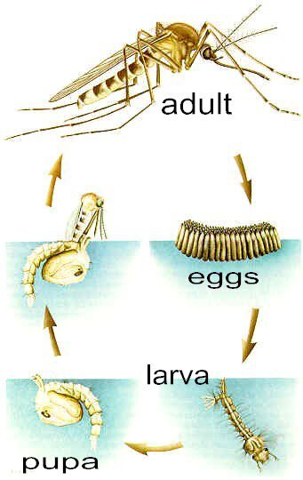 모기는 알(egg), 유충(장구벌레·larva), 번데기(pupa), 성충(adult) 등 네 단계를 거쳐 성장하는 완전변태 생활사를 보인다.