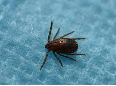 작은 소참 진드기. 사진 질병관리본부