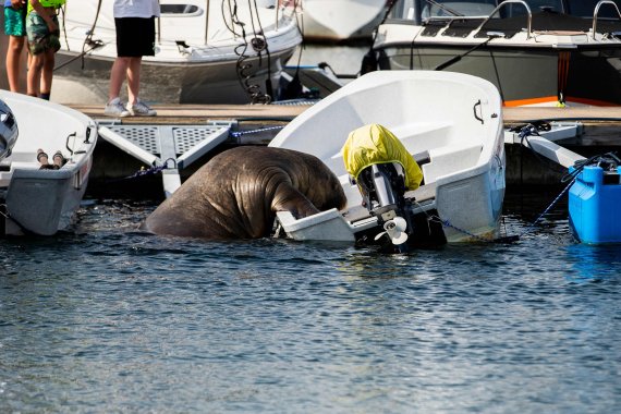 A picture taken on July 20, 2022, shows a young female walrus nicknamed Freya climbing on a boat in Frognerkilen, Oslo Fjord, Norway. - For a week, a young female walrus nicknamed Freya has enamoured Norwegians by basking in the sun of the Oslo fjord, making a splash in the media and bending a few boats. (Photo by Trond Reidar Teigen / NTB / AFP) / Norway OUT /사진=연합 지면외신화상