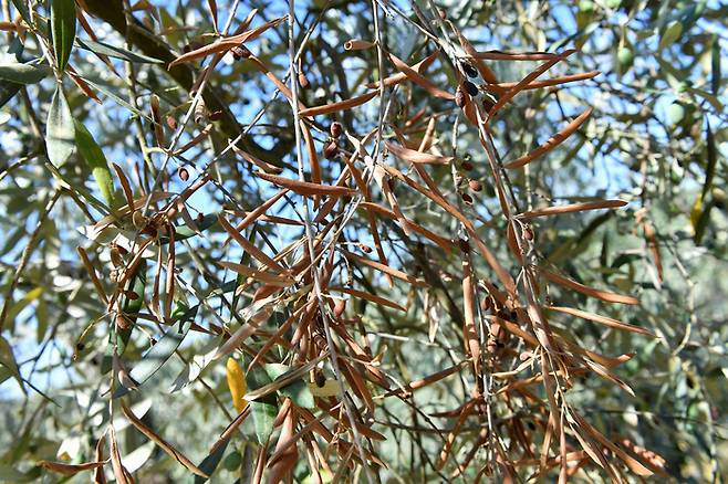 이탈리아 투스카니의 올리브가 가뭄과 고온으로 바짝 말라 있다. 6월29일 촬영/로이터연합뉴스