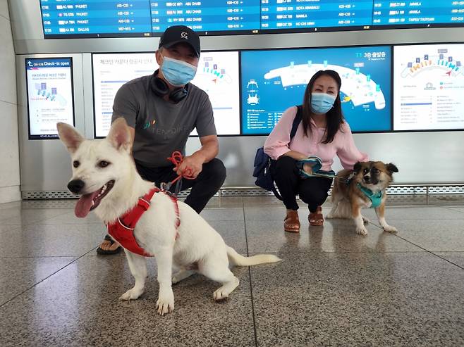 미국 국적 송모씨 부부는 지난 14일 미국에 입양가는 믹스견 대식이와 토토리 이동봉사자를 맡았다. 이들이 맡은 일은 단순했다. 평소보다 공항에 30분가량 일찍 도착해 대식이와 토토리를 위탁수화물로 맡기면 된다. 임무는 간단하지만 동물권단체로선 해외 입양에 드는 비용을 상당히 절약했다고 한다./사진제공=동물권단체 독드림.