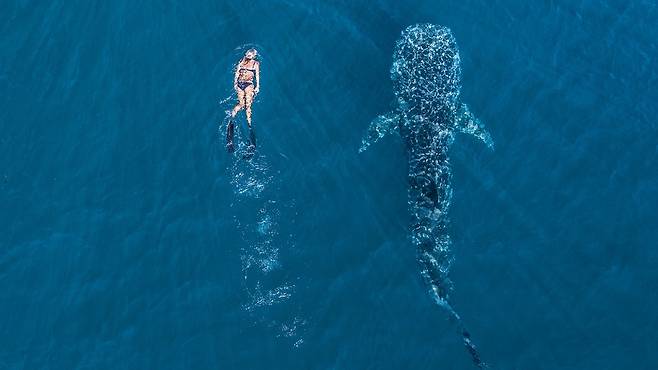 고래상어, 닝갈루 리프, 서호주 (출처-서호주 관광청)