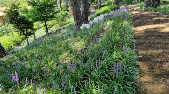 예산군 내포문화사업소가 방문객 불편을 호소하던 주차장 및 소나무숲 공간 활용 조성을 마치고 올 추석 및 가을은 쾌적한 내포보부상촌에서 보내길 기대하며 홍보에 나섰다.사진=에산군 제공