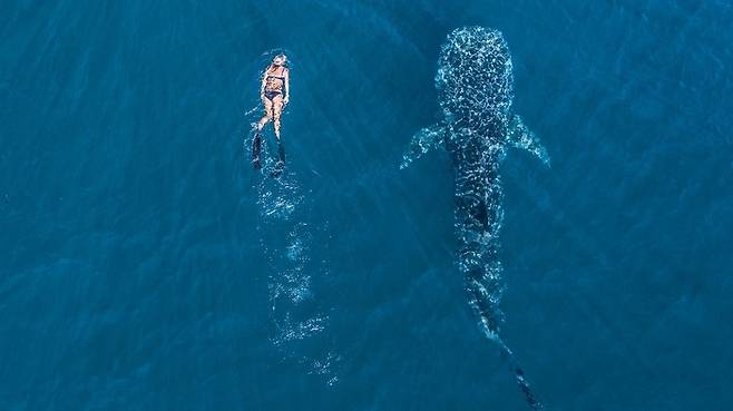 고래상어, 닝갈루 리프, 서호주. 사진제공|서호주 관광청.
