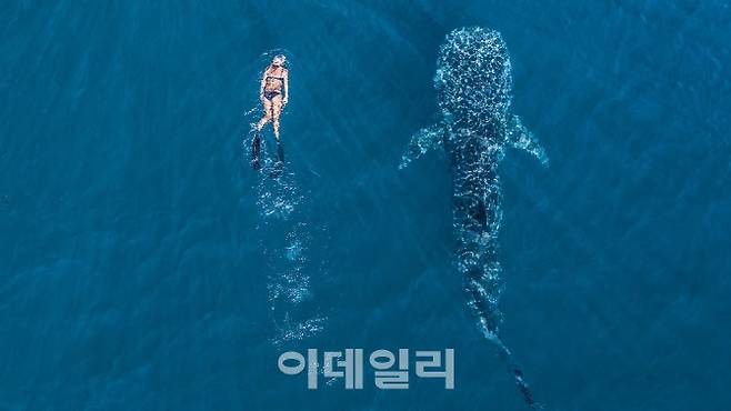 세계에서 가장 큰 물고기인 고래상어의 서식지인 낭갈루 해안(사진=서호주관광청)