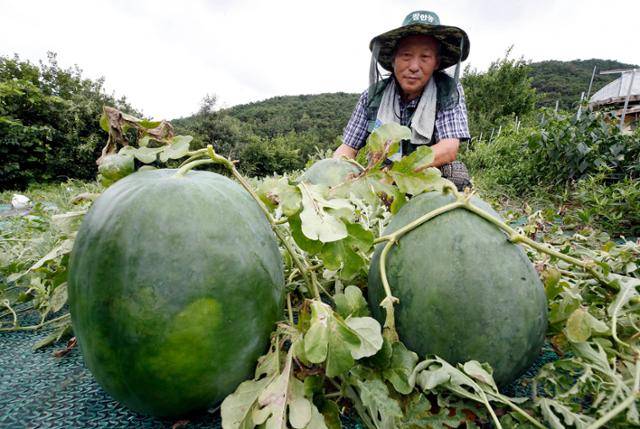 지난 5일 오전 광주 북구 금곡동 무등산수박마을에서 농민이 수박을 살펴보고 있다. 무등산수박은 일반 수박보다 2~3배 크고 감칠맛이 뛰어나다고 알려졌다. 광주 북구 제공