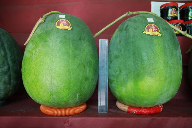 광주 북구 금곡동 무등산수박공동판매장에 진열돼 있는 수박.