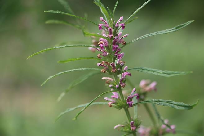 익모초. 잎이 길쭉하고 홍자색 꽃이 층층이 달렸다.