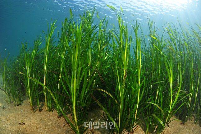 최근 탄소 흡수·저장 능력이 육상생태계보다 더 크다고 알려져 새로운 탄소 흡수원으로 주목받고 있는 바닷속 잘피림 모습. ⓒ한국수산자원공단