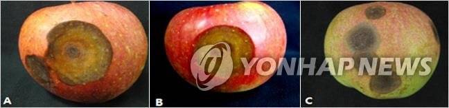 사과 탄저병 연합뉴스 자료사진