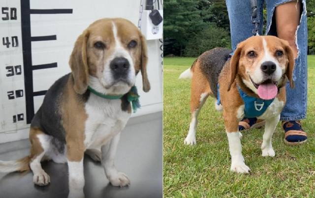 "임시보호 5개월만에, 활짝 웃었어요" 경기권에서 ‘안락사 제로’를 기록한 곳은 가평군이 유일하다. 이곳에서 구조된 4살 비글 모티의 모습. 구조자 송은정씨 제공