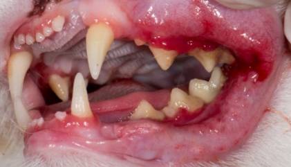 고양이의 잇몸이 염증으로 붉게 물들어 있다. 미 VCA 동물병원