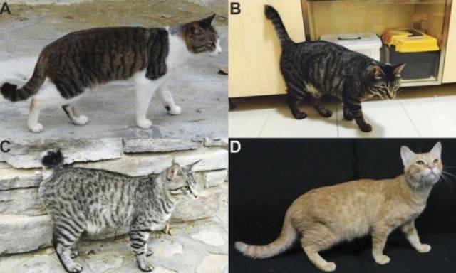 중국 칭화대 연구진이 분석한 233마리 고양이 가운데 일부 모습. 영국 네이처