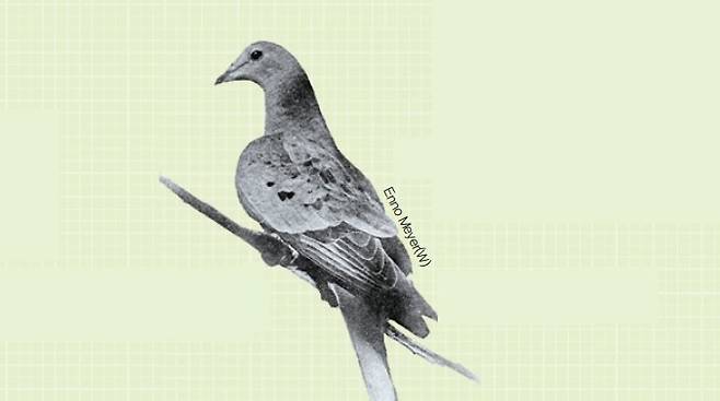 1912년에 촬영된 마지막 여행비둘기 마사의 사진. 위키피디아 제공