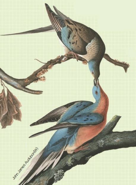 존 제임스 오듀본이 그린 여행비둘기 한 쌍. 오듀본은 “하늘이 말 그대로 비둘기로 가득 찼고, 비둘기 똥이 녹은 눈처럼 쌓였다”고 기록했다. 위키피디아 제공