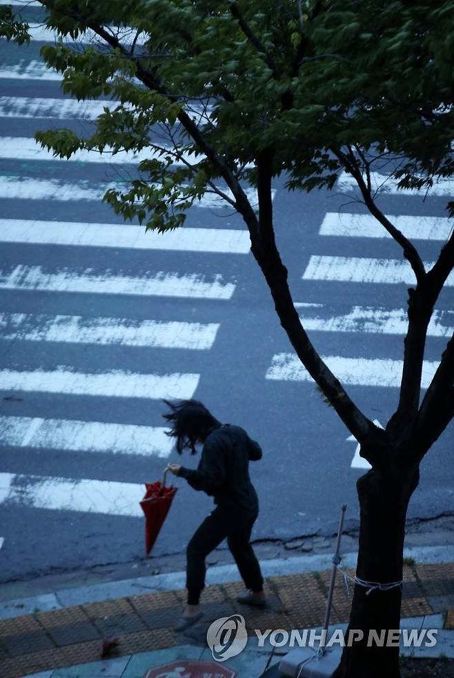 힌남노 강풍에 흔들리는 시민과 나무 (광주=연합뉴스) 조남수 기자 = 6일 오전 광주 서구 치평동에서 거리를 지나는 한 시민이 제11호 태풍 힌남노의 강풍을 견디고 있다. 2022.9.6 iso64@yna.co.kr