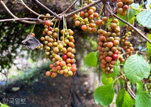 김삿갓 거주지 가는 길 비탈밭에 주렁주렁 열린 오미자가 익어가고 있다.