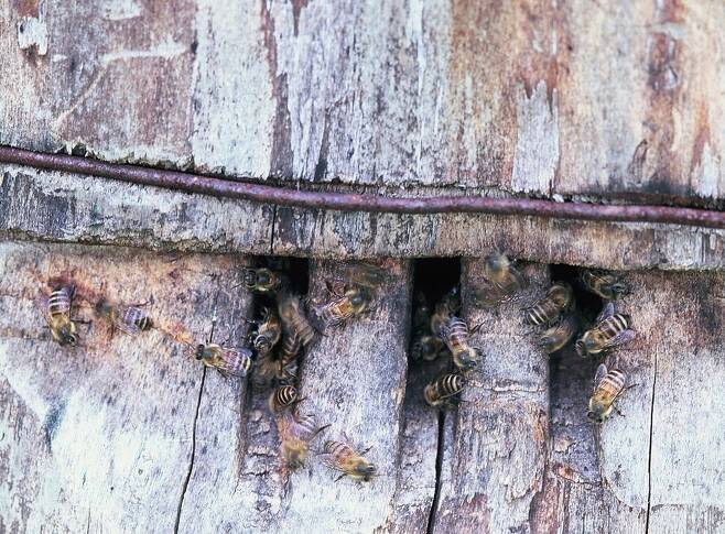 나무로 만든 벌통 속의 재래꿀벌. 먹이 식물만 충분하다면 유럽산 양봉꿀벌과 공존이 가능하다는 연구결과가 나왔다. 게티이미지뱅크