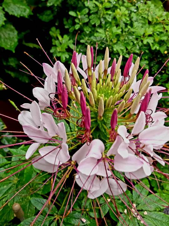 : 각양각색의 핀을 꽂은 듯, 알록달록한 족두리를 닮은 족두리꽃. 서양에서는 새우 수염 같은 긴 꽃술들이 거미줄처럼 늘어졌다고 ‘스파이더 플라워(spider flower·거미꽃)’라고 불린다. 2021년 7월25일 서울 용산구 삼각지 촬영